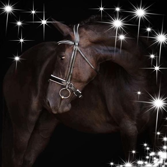 equus64